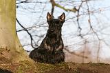 SCOTTISH TERRIER 087